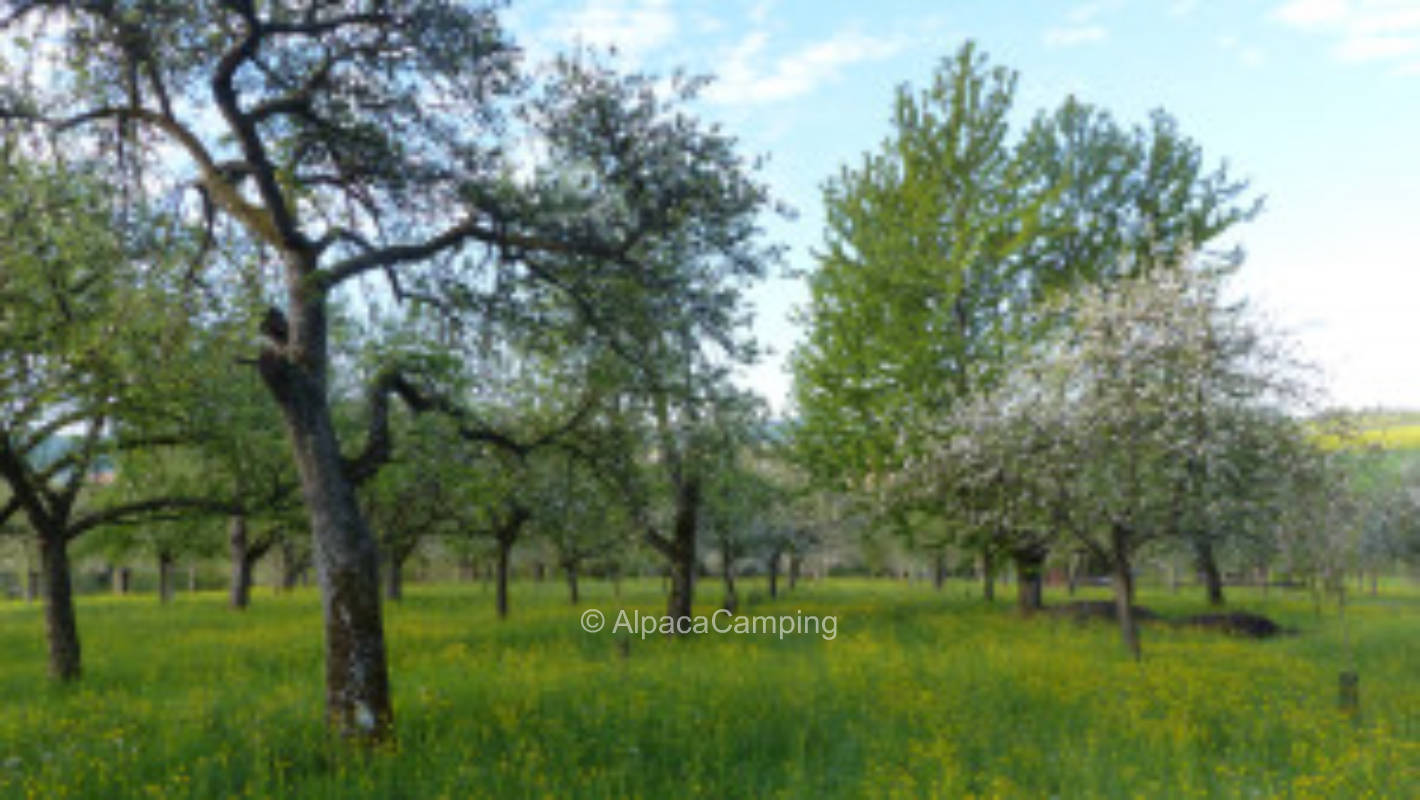 Organic orchard Weissach im Tal #2