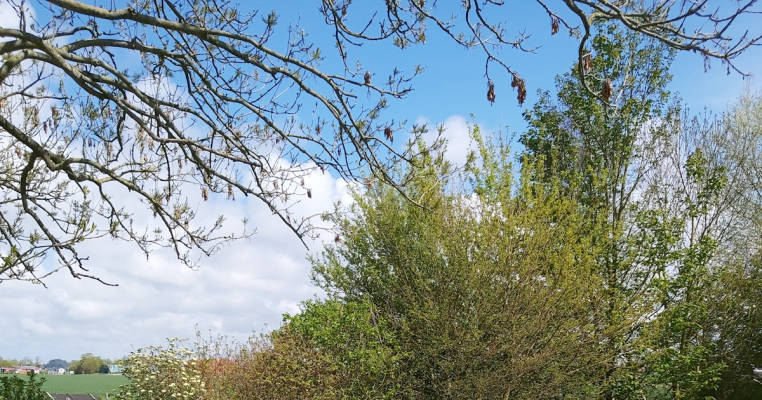 Schafsweide