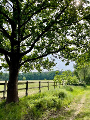 Naturcamping unter alten Eichen, Hanstedt