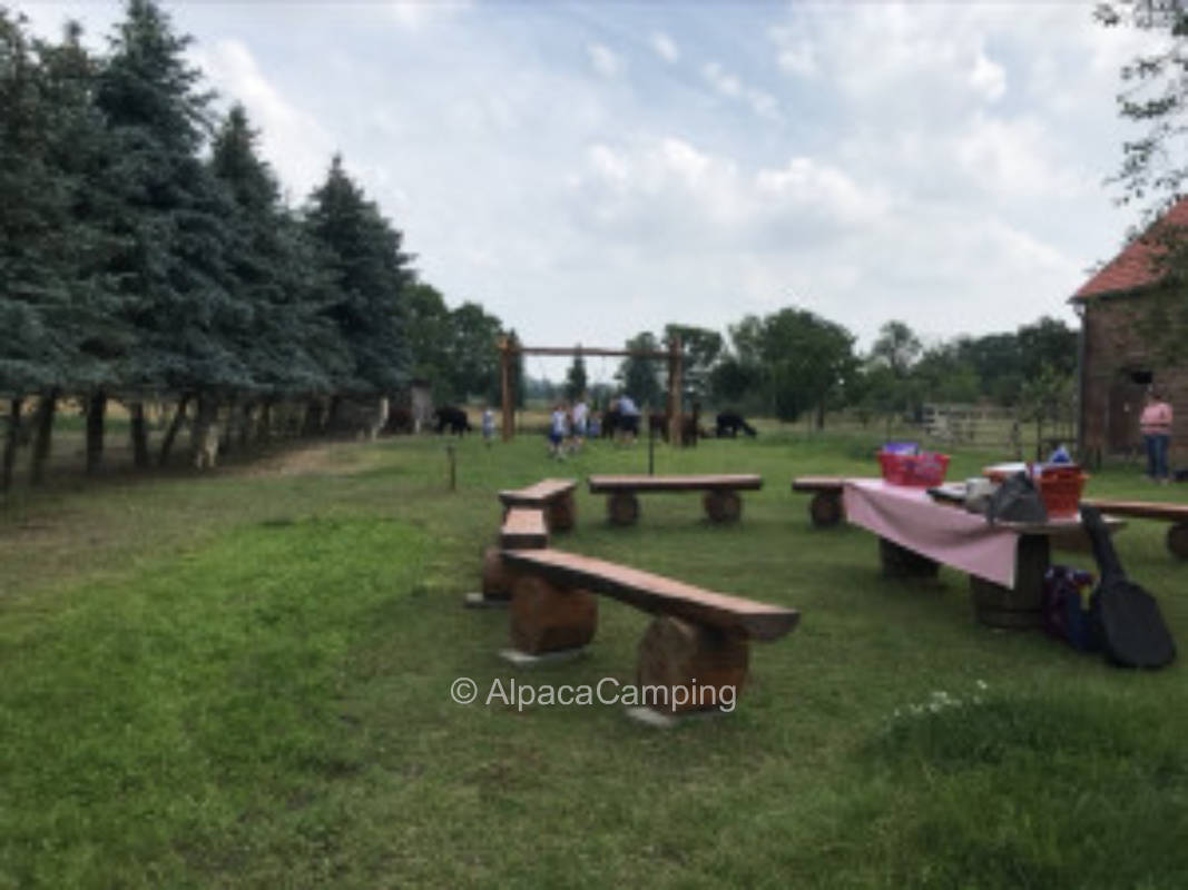 Pure relaxation in the alpaca pasture #2