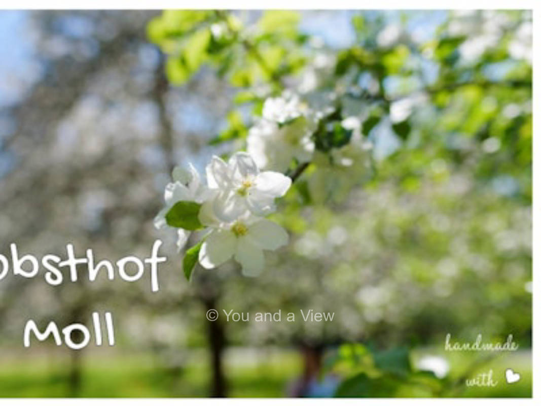 Obsthof Moll - Unter den Obstbäumen