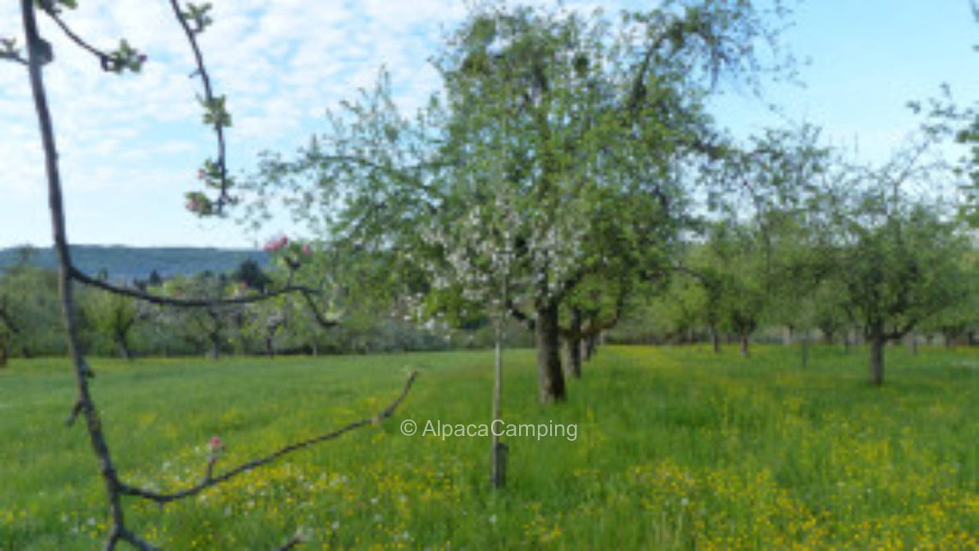 Bio Streuobstwiese Weissach im Tal  Idylle #2, privater Stellplatz