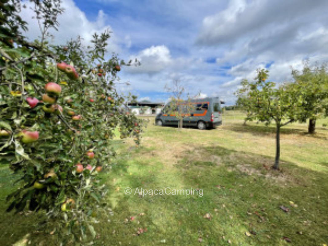At the farm in the orchard #3