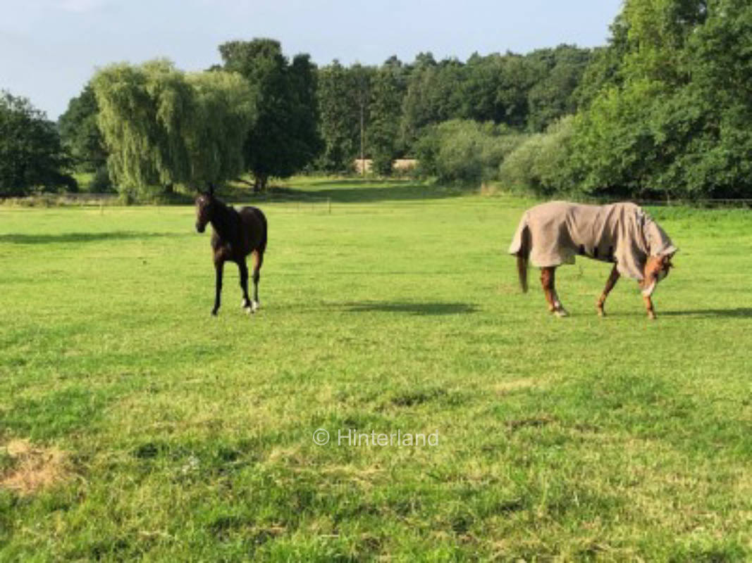 Das Leben ist doch ein Ponyhof!