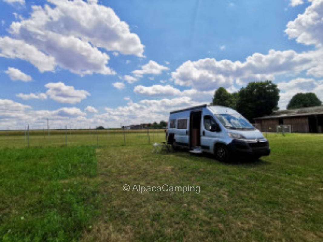 To the rose garden with alpacas #3