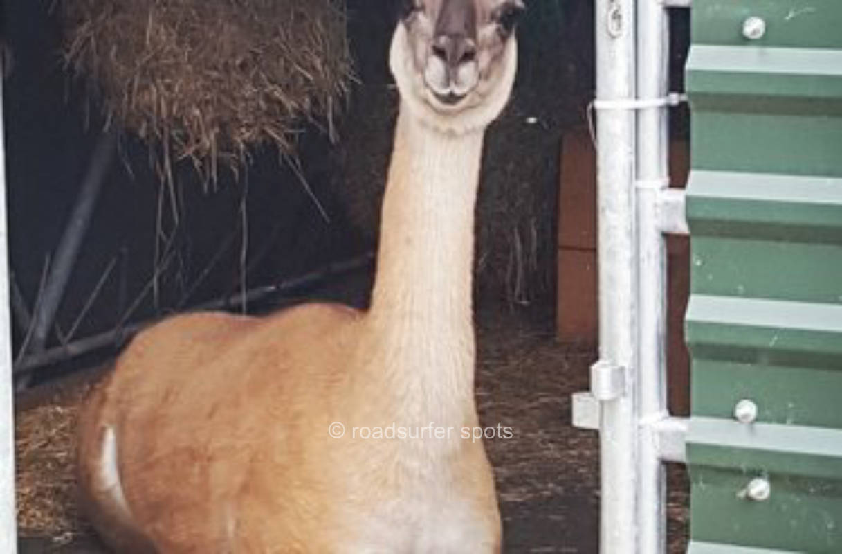 Übernachtung im Lama Hotel der Schauinsland Lamas