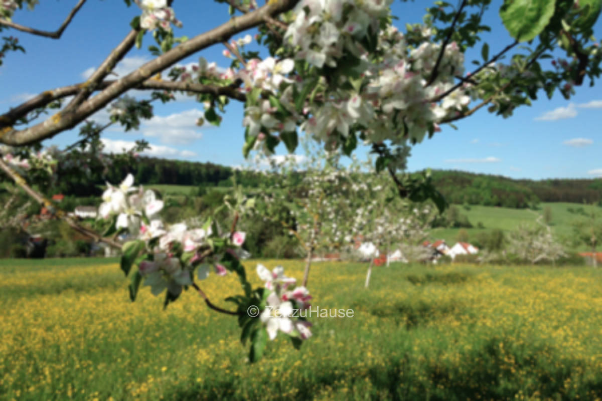 Zelten fast am Waldesrand
