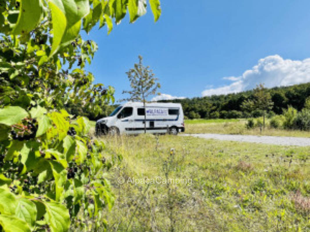 Befestigter Platz - Camping in Handthal #2