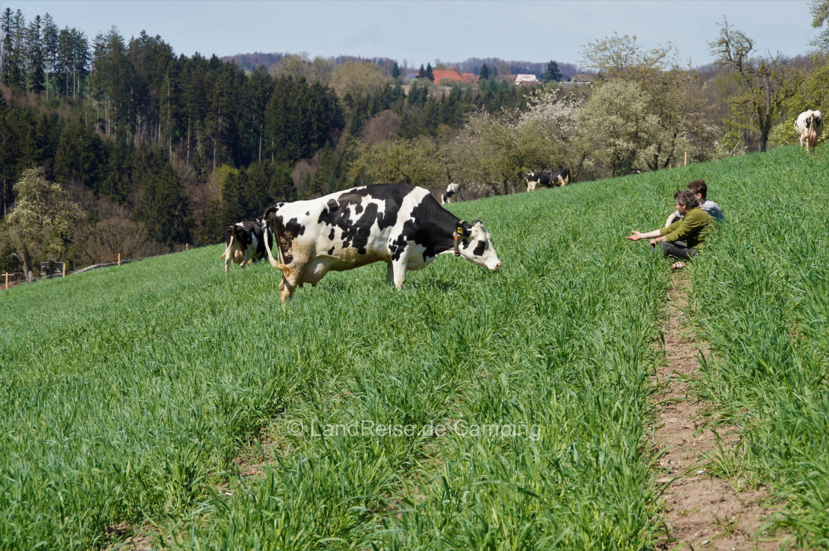 Idyllische Streuobstwiese im Bushof