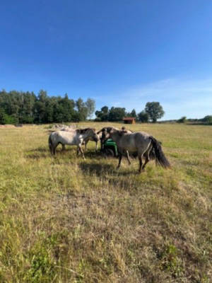 Sleep in the middle of a Konik herd at Schlaubetal