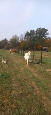 A spot at the small pony farm (Campspace 23592)