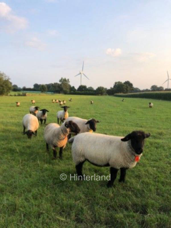 Idyllischer Platz unterm Mirabellenbaum 