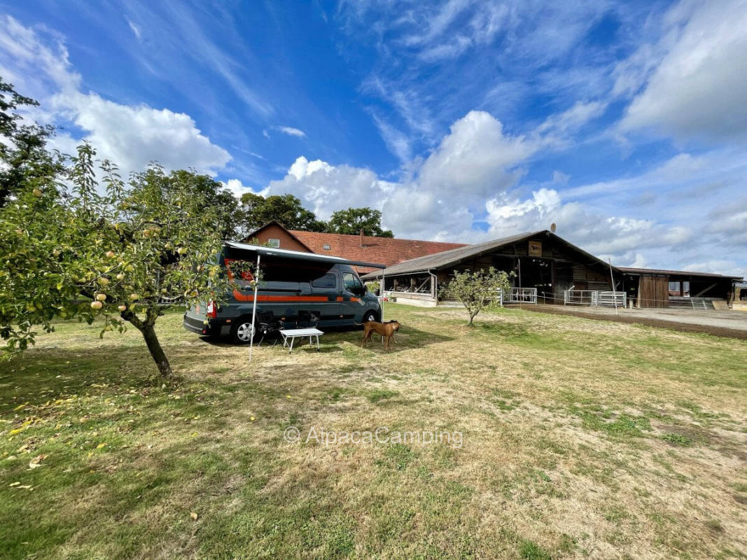 At the farm in the orchard #1