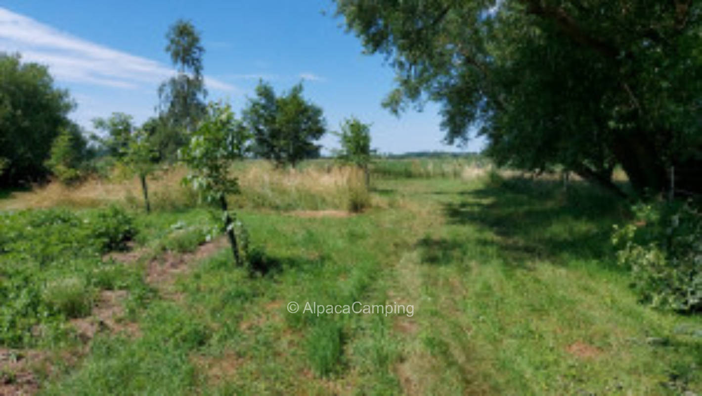 Time out in the Elbe Valley meadows #3