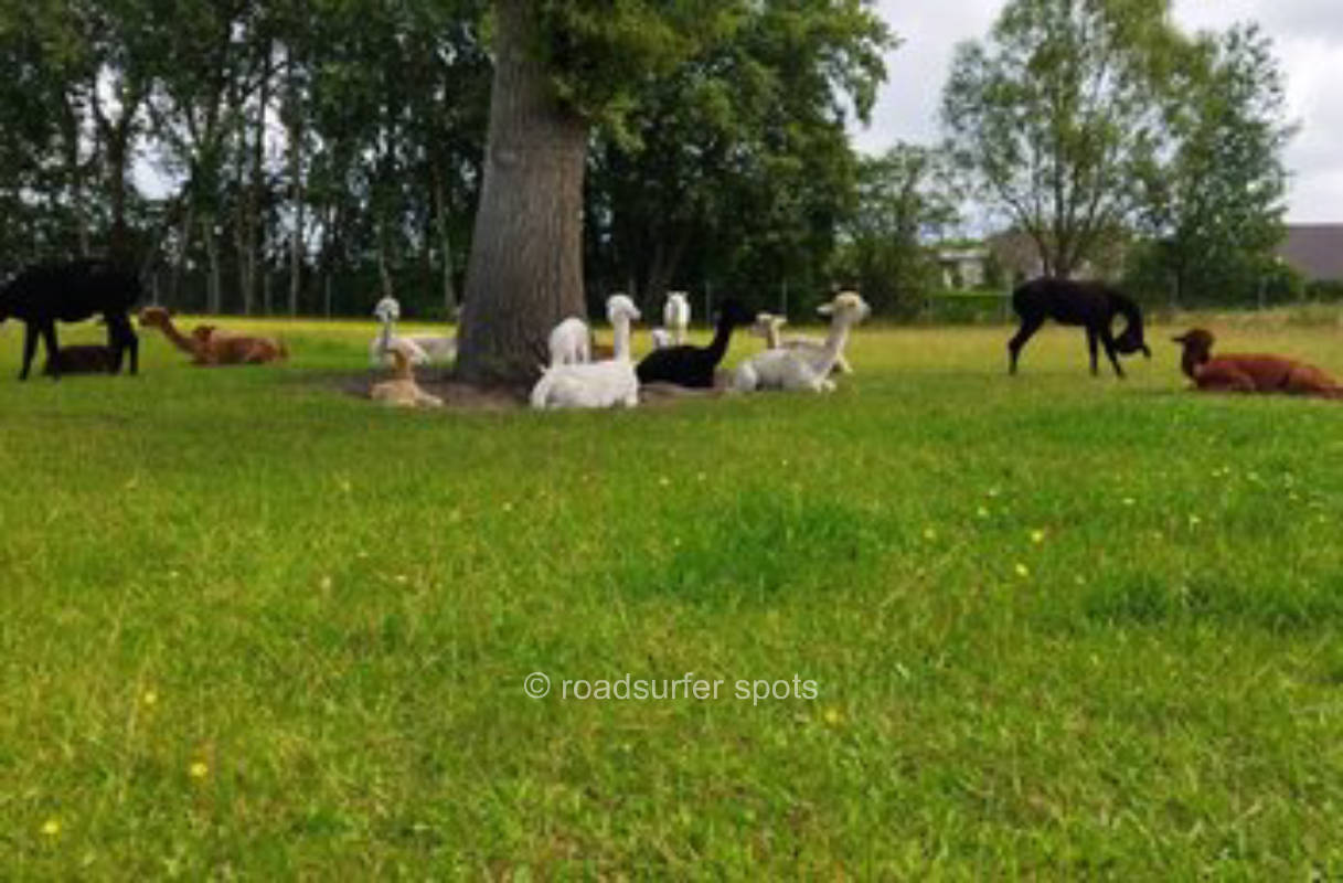 Camping gegenüber unserer Alpakaweide
