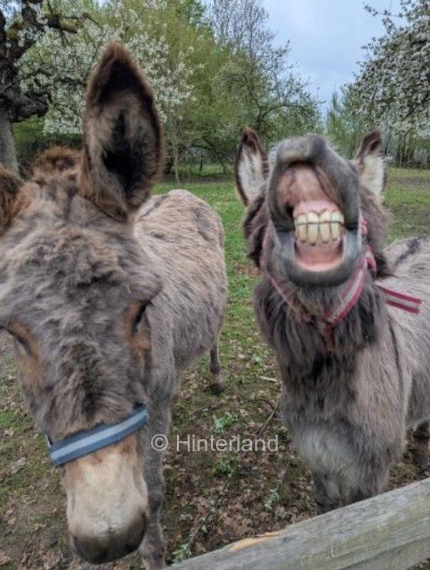 Simply different: camping at the ErlebnisHof