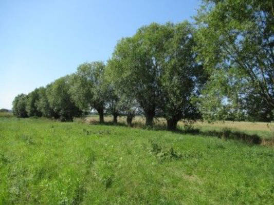 Wind in the Willows - in a meadow, in nature