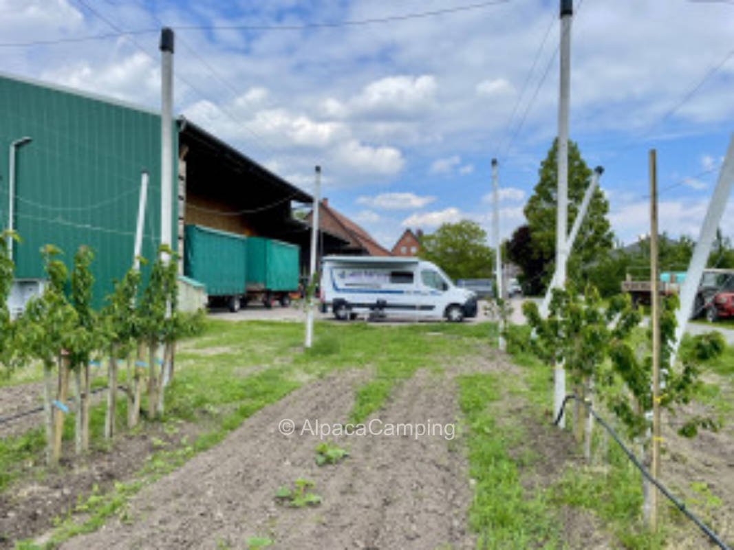 In the middle of the Old Country #1