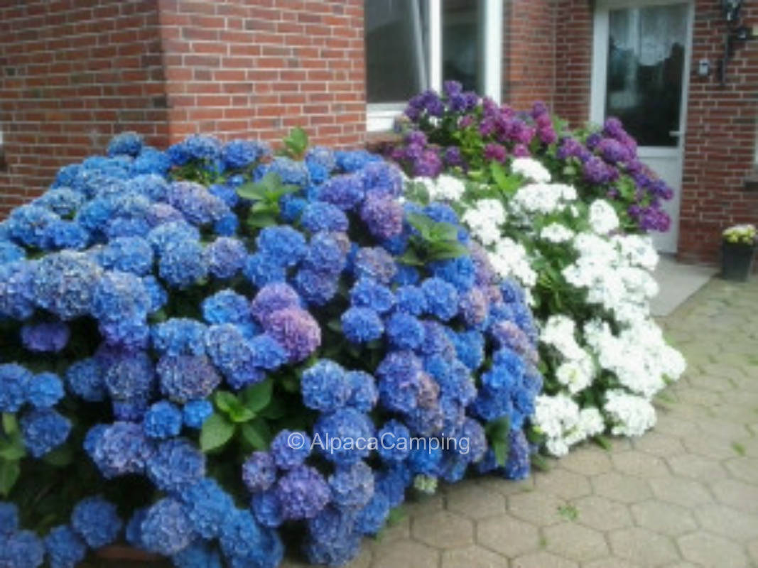 To the chicken happiness #2