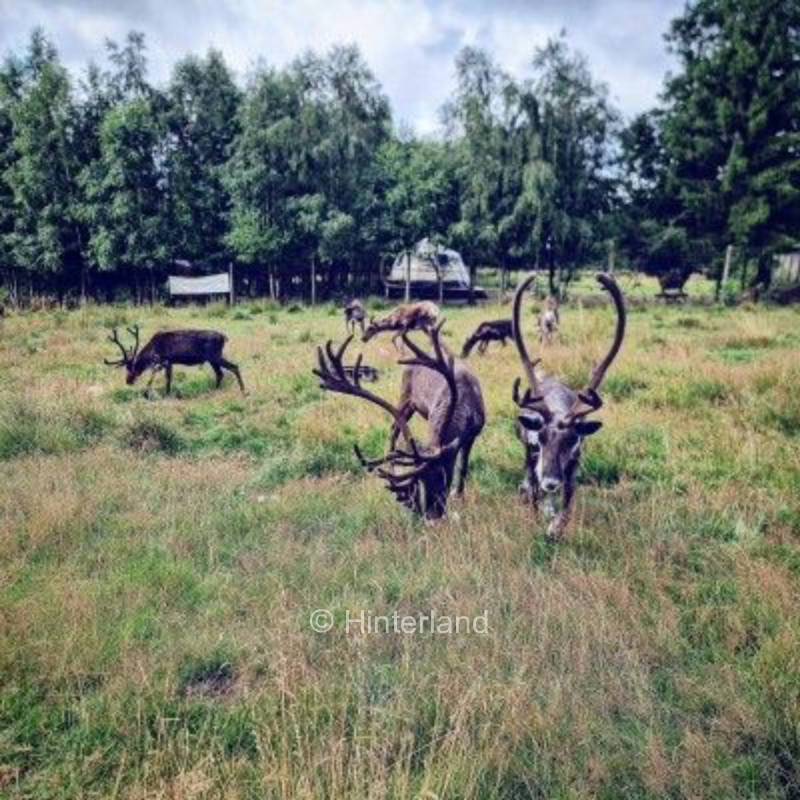 Stellplatz bei Rentieren, Huskys und Adler 