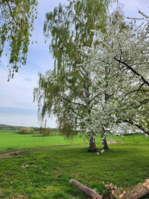 Camping on the farm in Rotkäppchenland for tent, caravan, van, motorhome (Campspace 8541)
