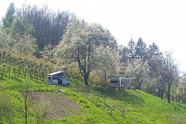 Cherry Tree with Rhine Valley View (Campspace 23230)