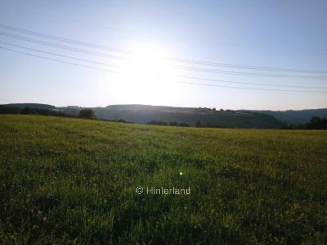distant view at the edge of field or forest