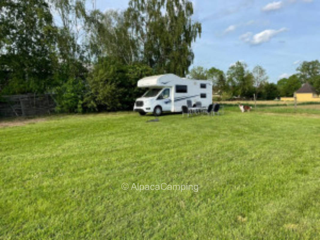 Auf der Wiese #1