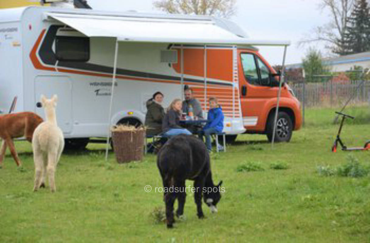 At the alpaca pasture