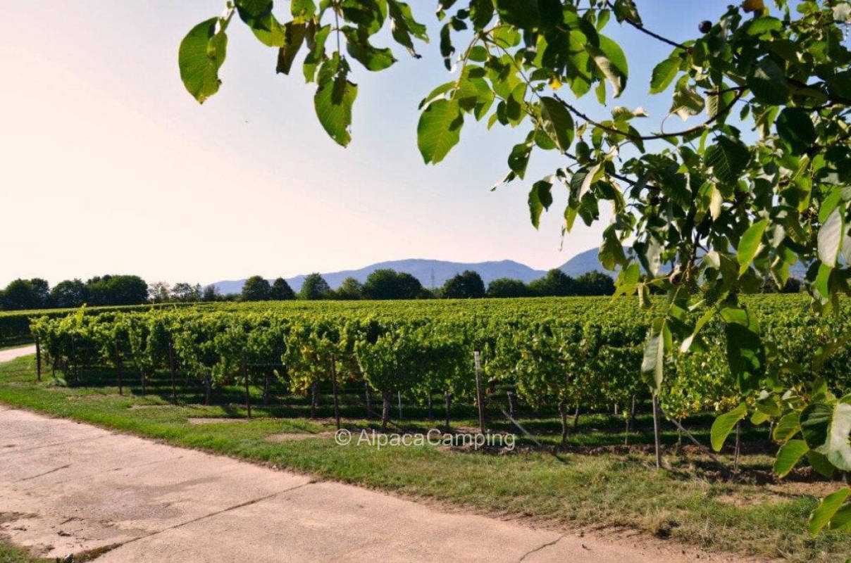 In the green, near the vineyard #1