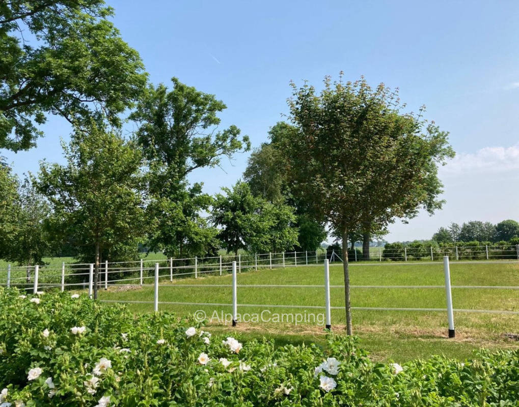 AlpacaCamping 1269