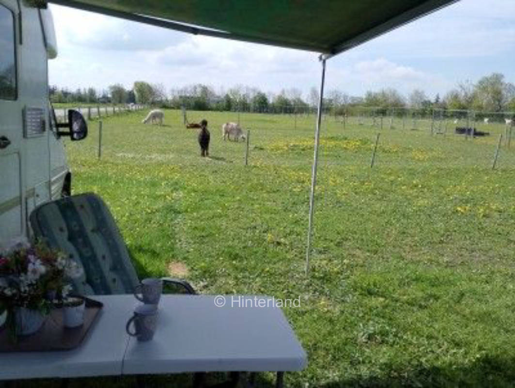Alpaka Hof Soennebuell & Blick auf die Koppel 
