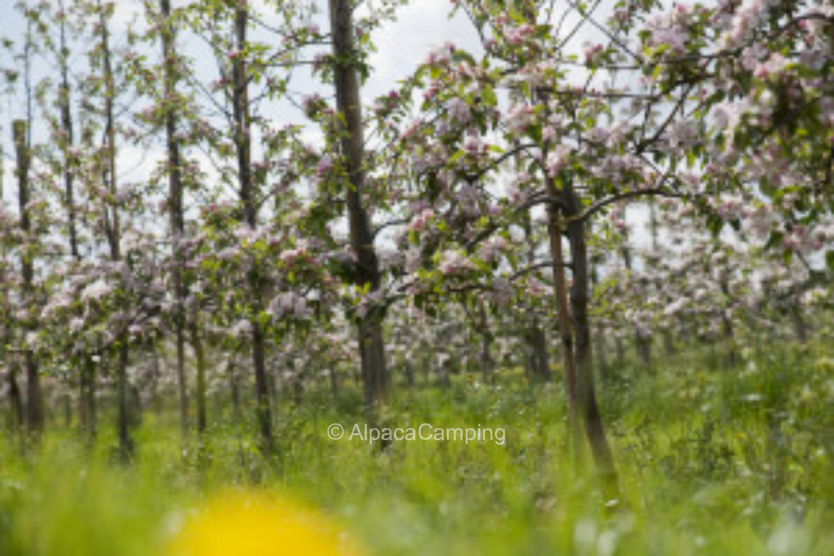 Mitten im Alten Land #2