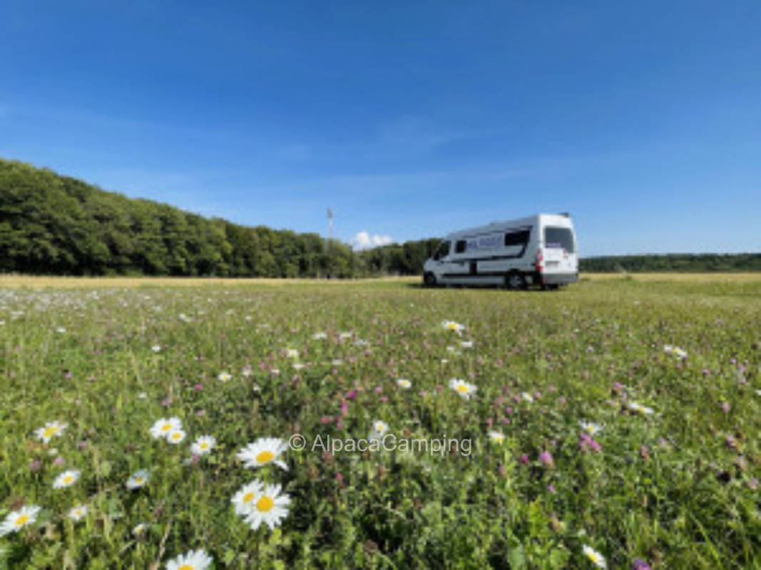 Remote view on the meadow #1