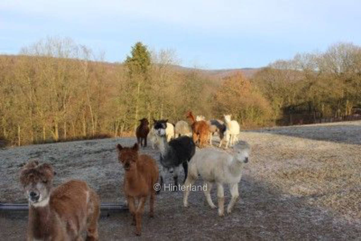 Dreaming with alpacas at the Iserbach loop