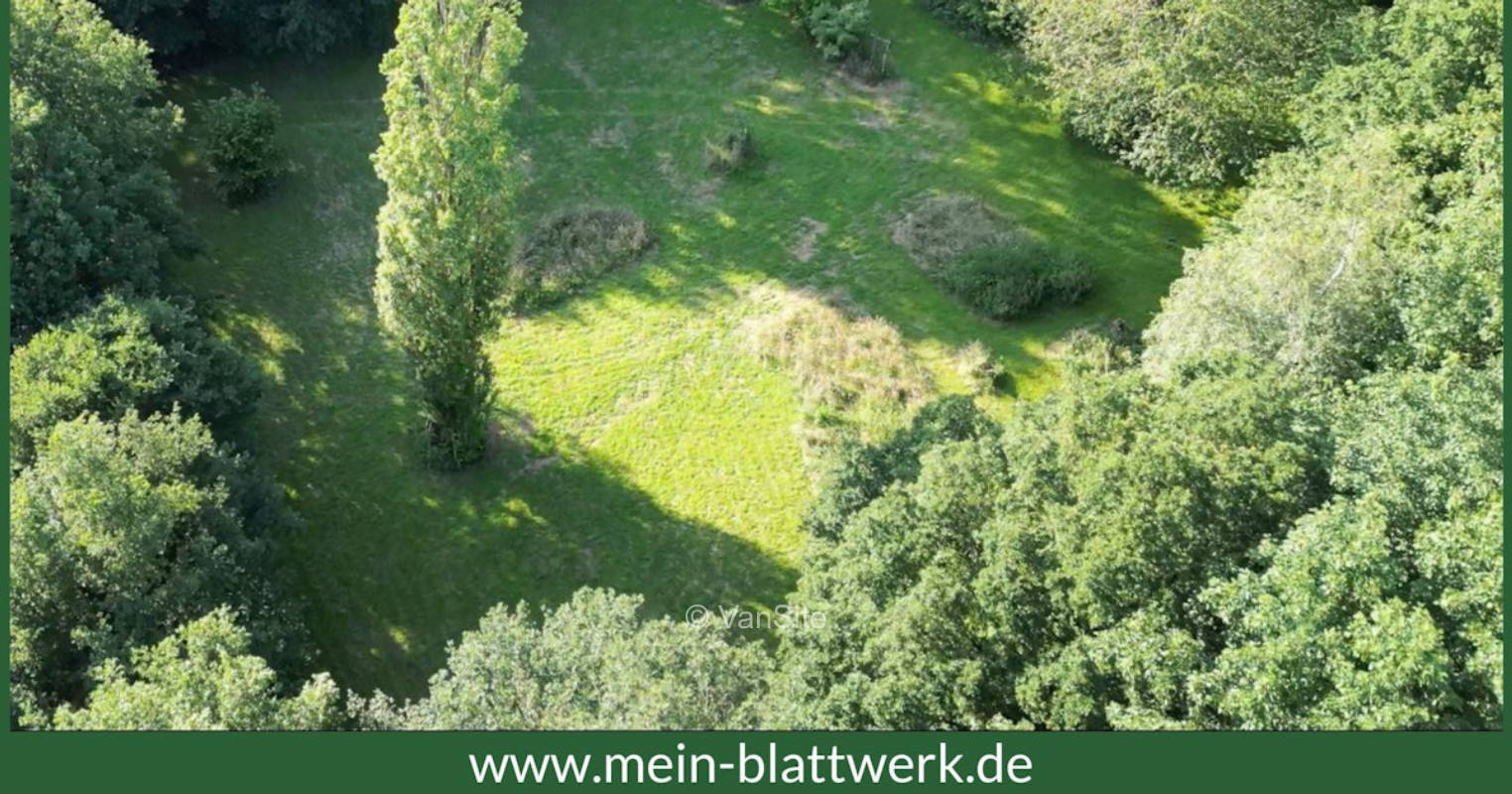 Wilde Wiese unter alten Bäumen