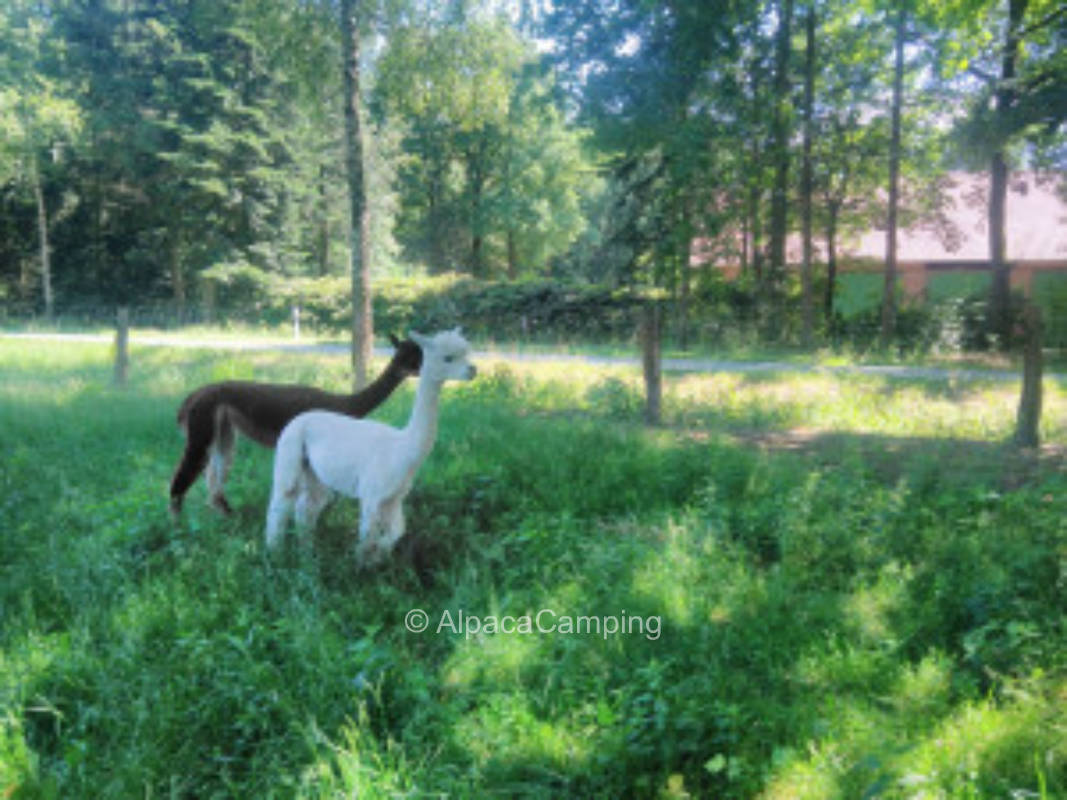 Idyllic pitch between alpacas and cows #1