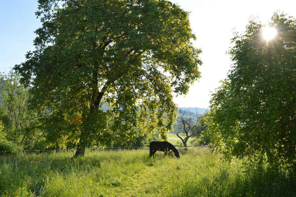 Mohrenblick