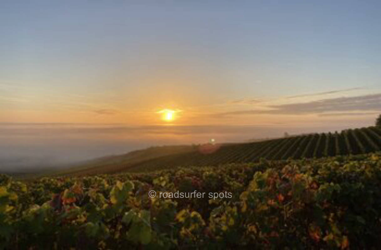 Winery in the vineyards