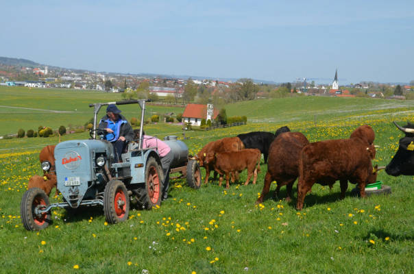 On a first-name basis with horse and cow