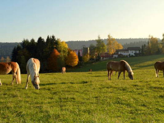 Sternenhof