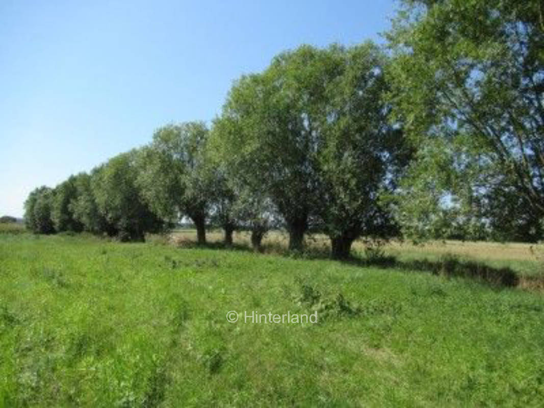 Wind in den Weiden - auf einer Wiese, in der Natur