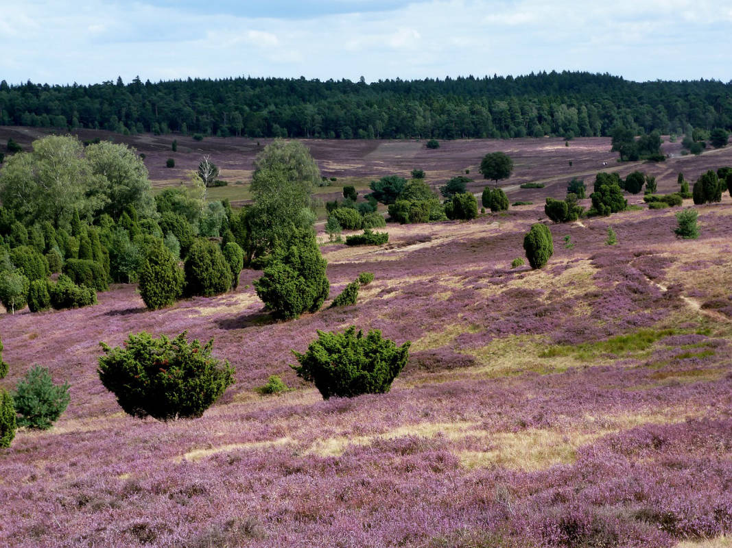 Die Lüneburger Heide - Ein möglicher Stellplatz?