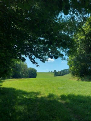 Quiet pitch at the forest and meadow edge
