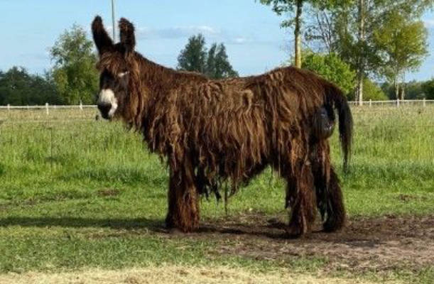 Poitou donkey pitch at the Steinhuder Sea