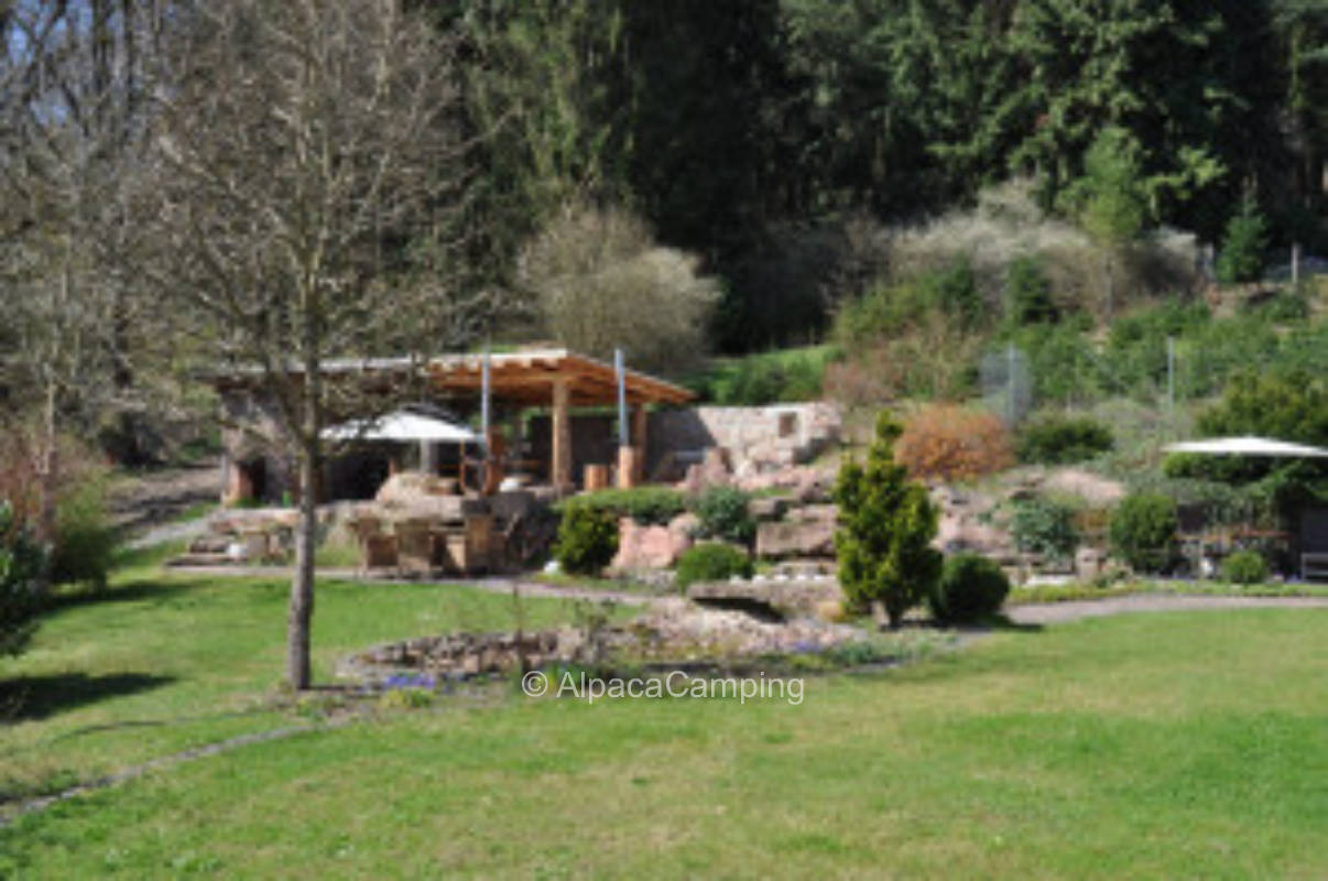 Bei den Weihnachtsbäumen am Waldrand #3