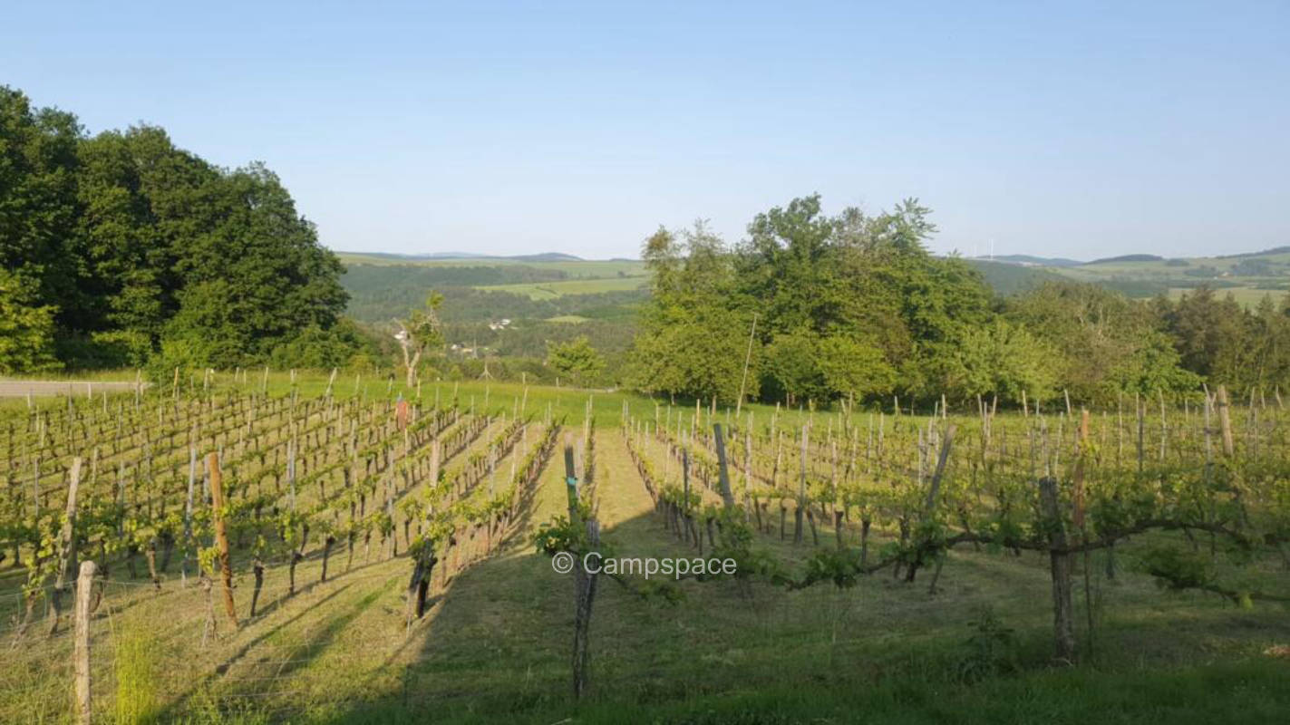 Camping im Weinberg, Offenbacher Klostergarten (Campspace 8616)
