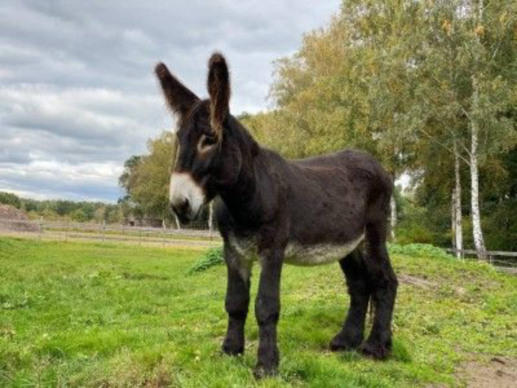 Übernachten an der Poitou-Esel-Weide im Wald