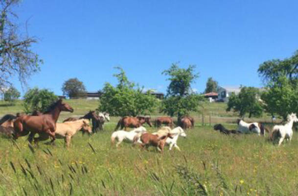 Camping mit den Pony's