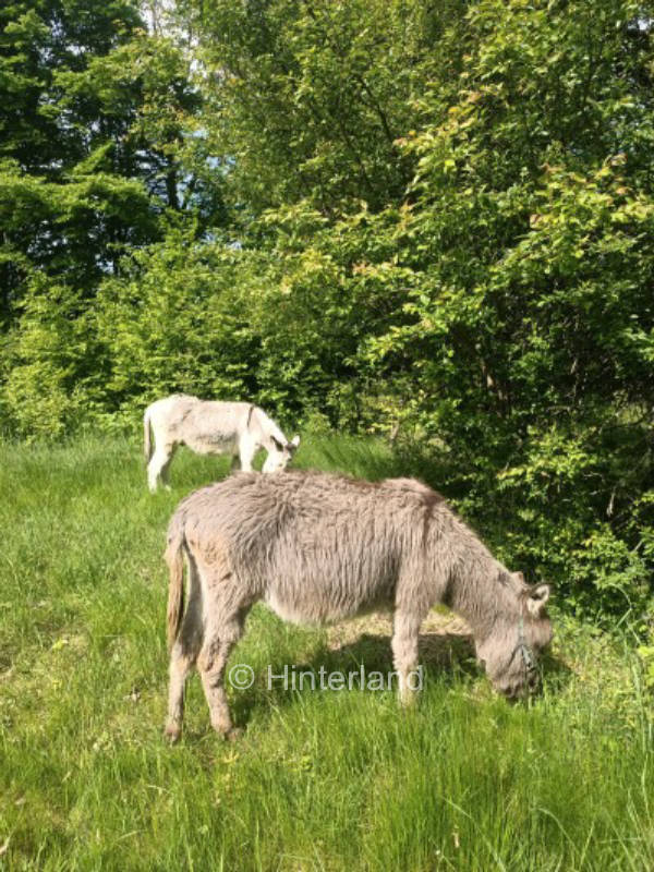 Einfach mal anders: Campen auf dem ErlebnisHof 